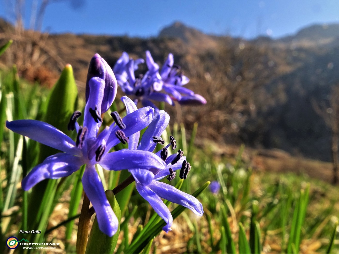 01 Scilla bifolia in partenza dalla Baite di Mezzeno sul sent. 215-217.JPG